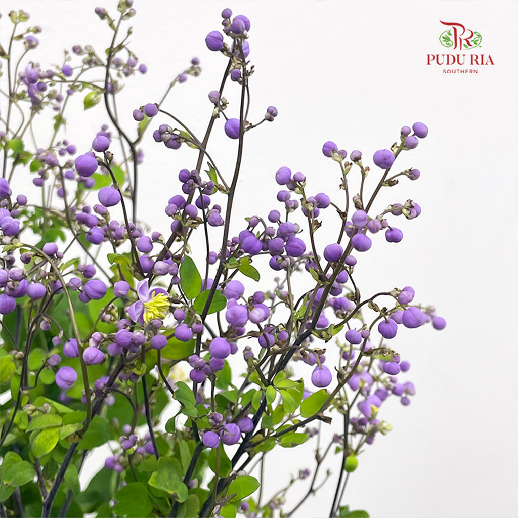 Thalictrum 唐松草 - (Per Bundle)
