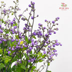 Thalictrum 唐松草 - (Per Bundle)