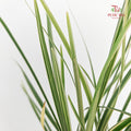Beargrass 春兰叶 - (5 Stems)