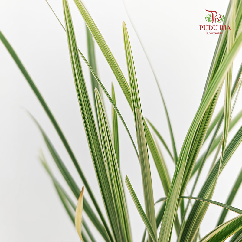 Beargrass 春兰叶 - (5 Stems)