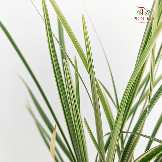 Beargrass 春兰叶 - (5 Stems)