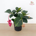 Medinilla Magnifica P210