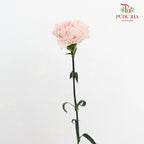 Carnation Cream 康乃馨 - (10 Stems)