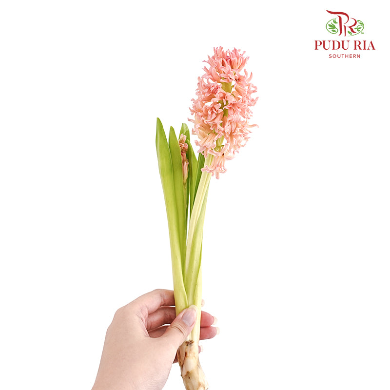 Hyacinthus Champagne - (5 Stems)