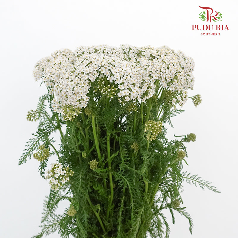 Dark Brown Yarrow & Setaria Dried Flower Bouquet + Reviews