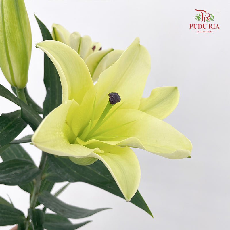 Lily Yellow - (5 Stems)