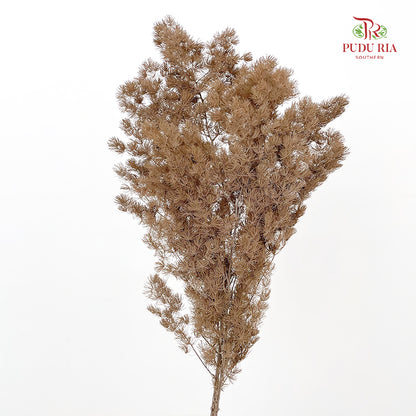 Preservative Asparagus Fern Dark Brown