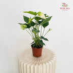 Anthurium - White