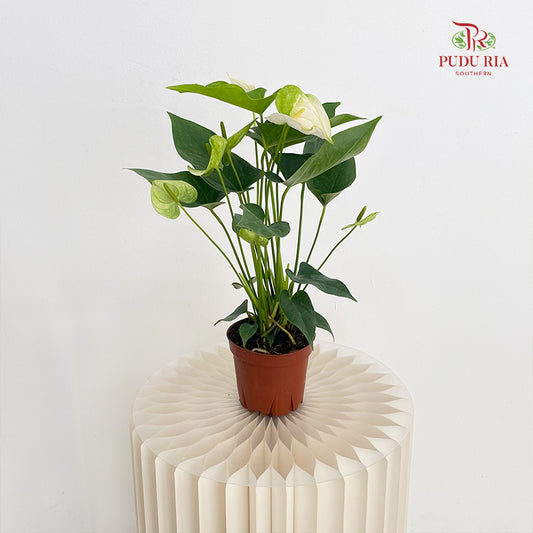 Anthurium - White