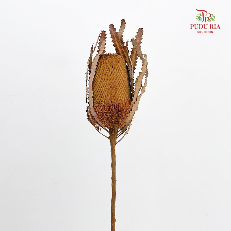 Dry Banksia - Brown