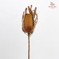 Dry Banksia - Brown