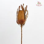 Dry Banksia - Brown