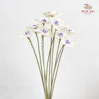 Dry Violet - White Center Purple