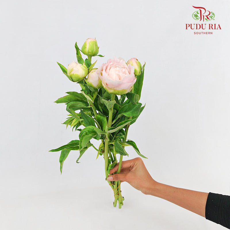 Peony Pink 芍药 - (5 Stems)
