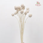 Dry Craspedia Bleached - White