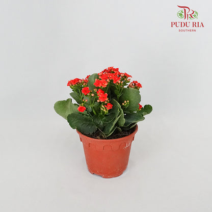 Kalanchoe 万紫千红