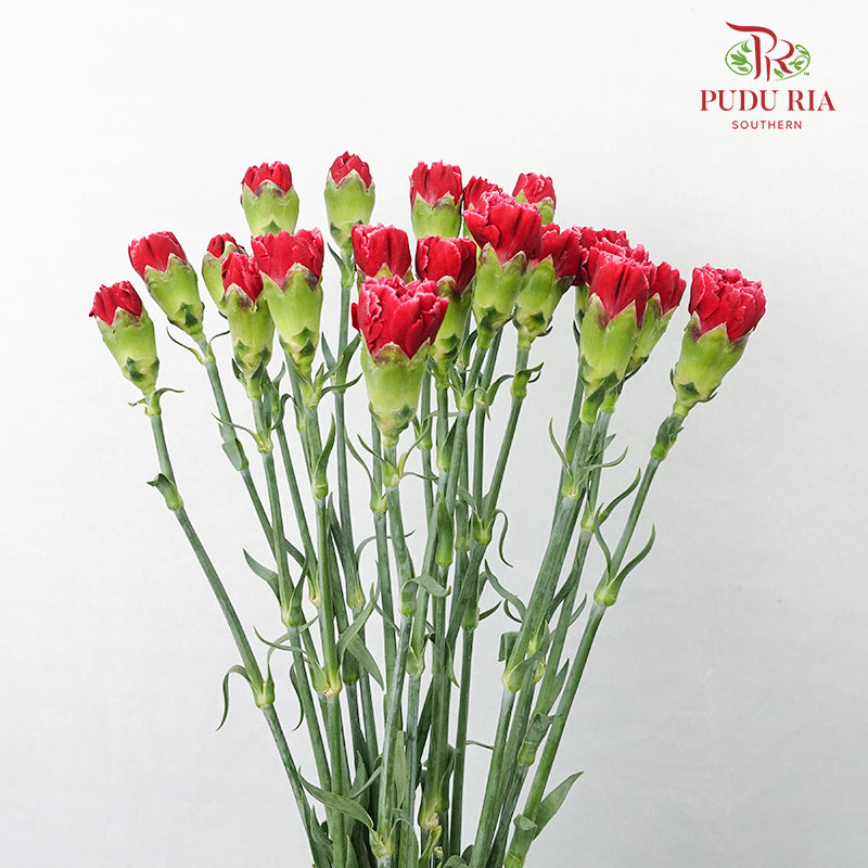 Carnation St Taj  (18-20 Stems) - Pudu Ria Florist Southern