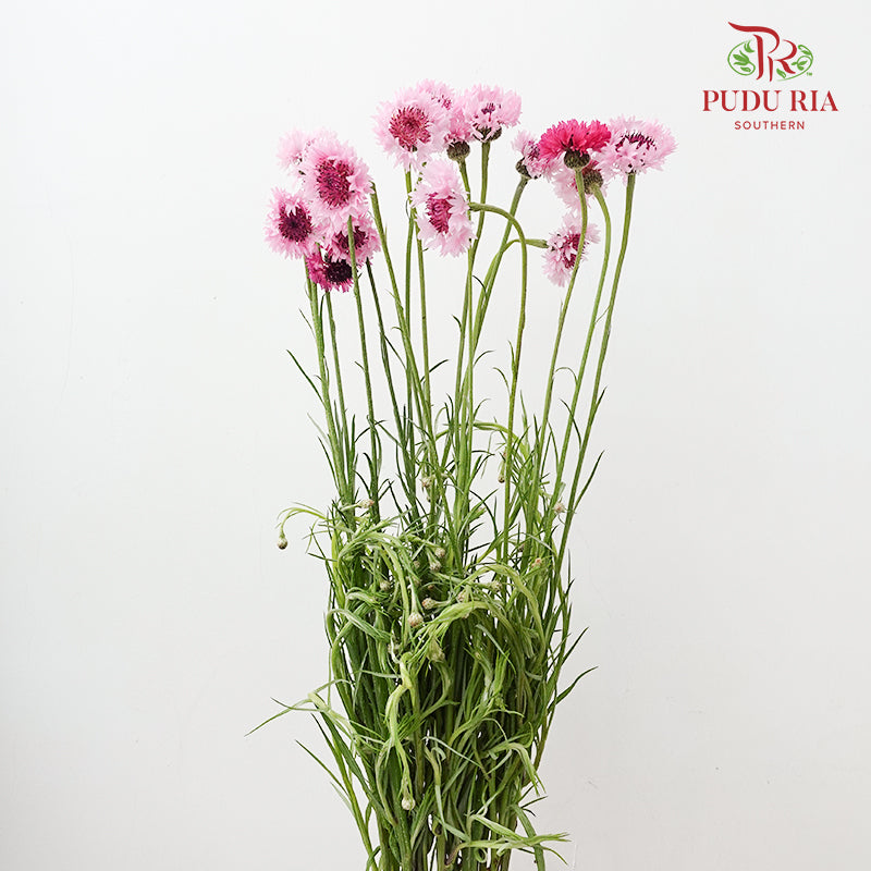 Cornflower Pink 矢车菊 - (Per Bundle)