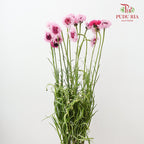 Cornflower Pink 矢车菊 - (Per Bundle)