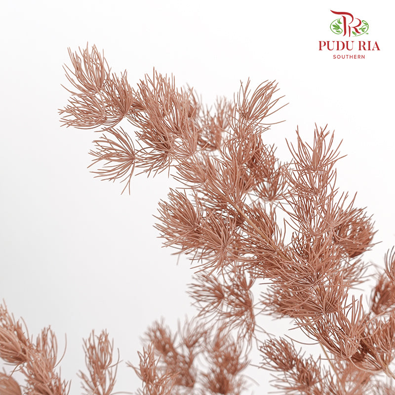 Preservative Asparagus Fern Brown