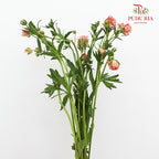 Ranunculus Butterfly Orange 蝴蝶洋牡丹 - (Per Bundle)