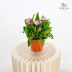 Bracteantha