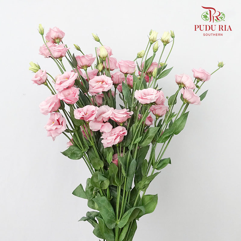 Eustoma Pink (12-15 Stems) - Pudu Ria Florist Southern