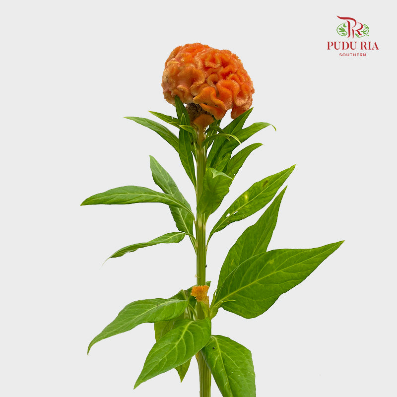 Celosia Orange 鸡冠花 - (5 Stems)