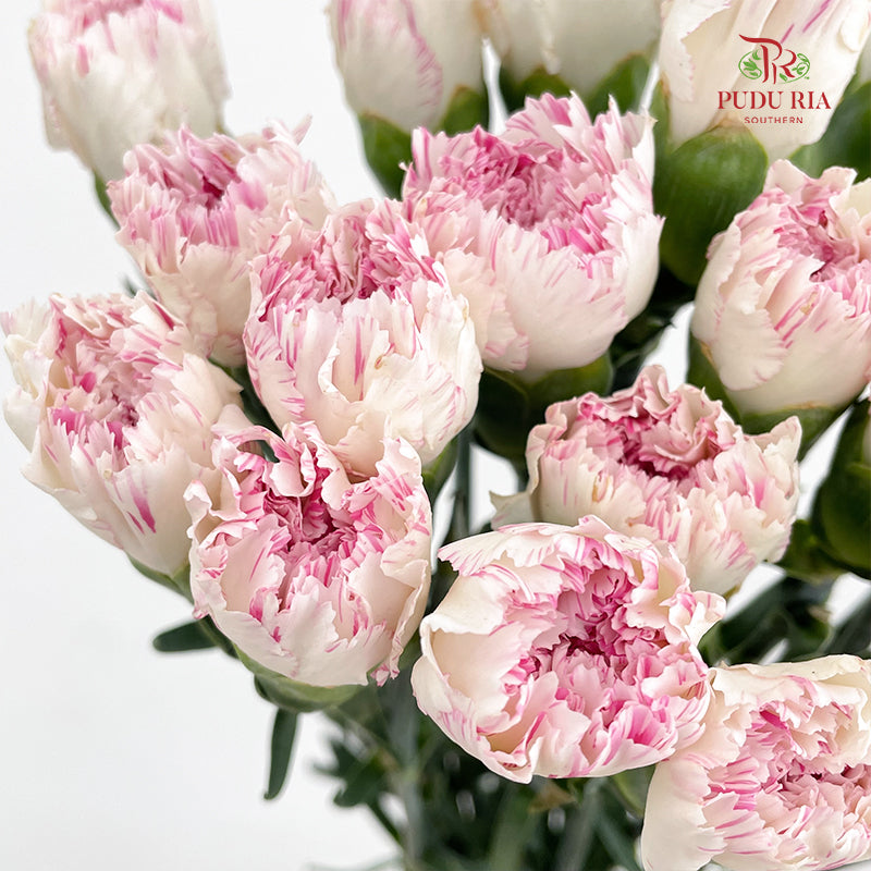 Carnation Cherry Fragrance 小白兔康乃馨 - (18-20 Stems)