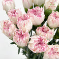 Carnation Cherry Fragrance 小白兔康乃馨 - (18-20 Stems)