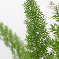 Fox Tail Fern (Asparagus Densiflorus 'Myersii') - Pudu Ria Florist Southern