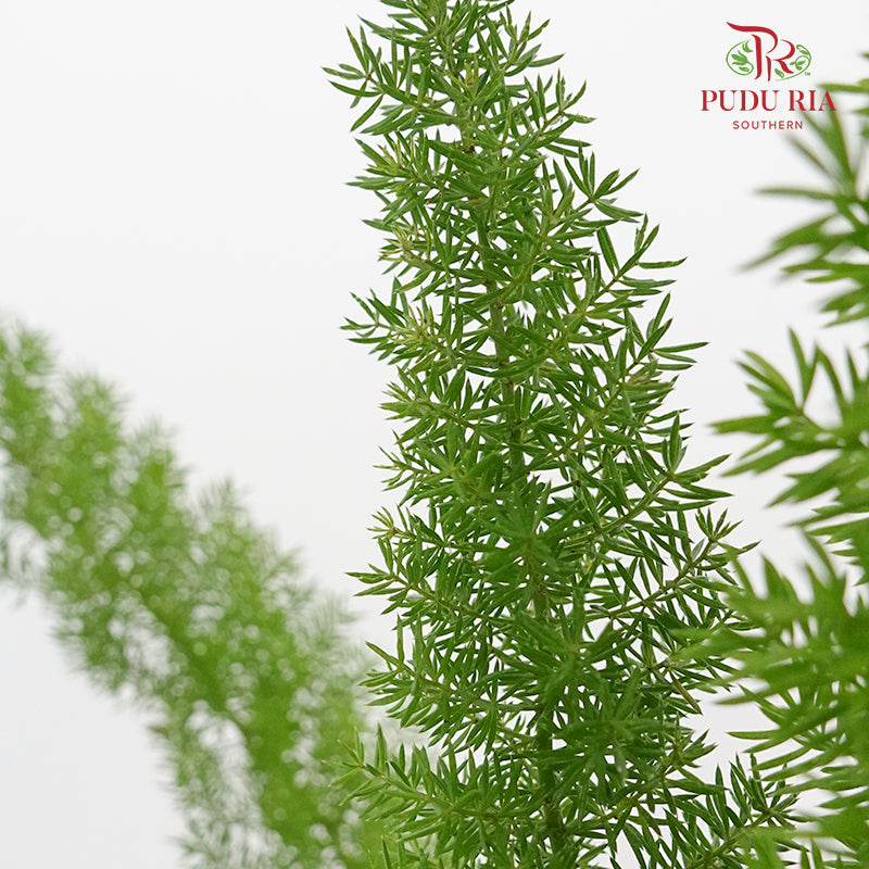 Fox Tail Fern (Asparagus Densiflorus 'Myersii') - Pudu Ria Florist Southern