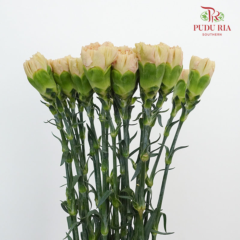 Carnation St Reg Malone (18-20 Stems) - Pudu Ria Florist Southern