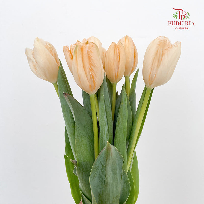 Tulip Dyed Colour Orange 郁金香 - (8-10 Stems)