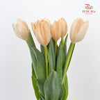 Tulip Dyed Colour Orange 郁金香 - (8-10 Stems)