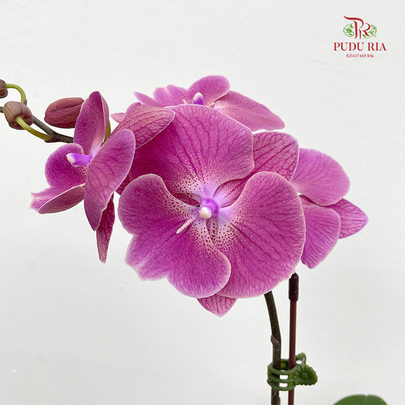 Phalaenopsis Orchid Purple Big Single Stem #3