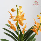 Mokara Orchid Pot - Orange - Pudu Ria Florist Southern