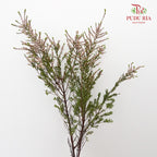 Snow Plum White - Pudu Ria Florist Southern