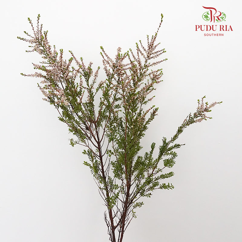 Snow Plum White - Pudu Ria Florist Southern