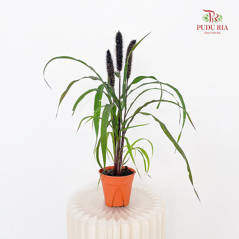 Millet Copper