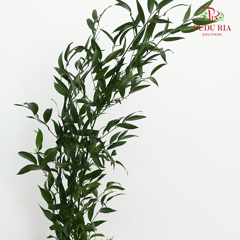 Italy Ruscus - Pudu Ria Florist Southern