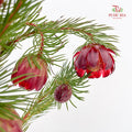 Protea Nana 南非娜娜公主- (10 Stems)