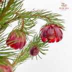 Protea Nana 南非娜娜公主- (10 Stems)