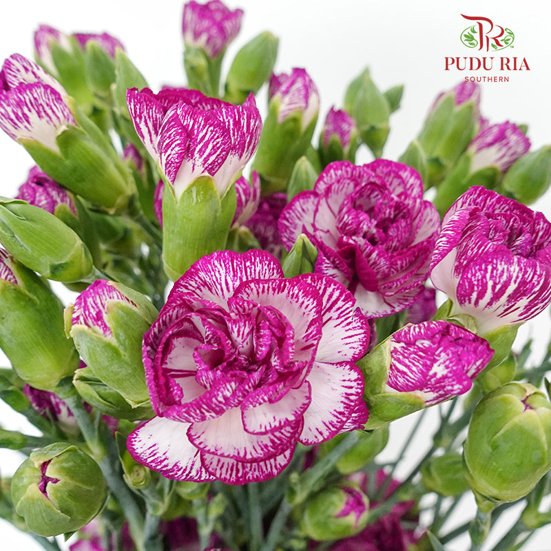 Carnation Spray Purple - (18-20 Stems)
