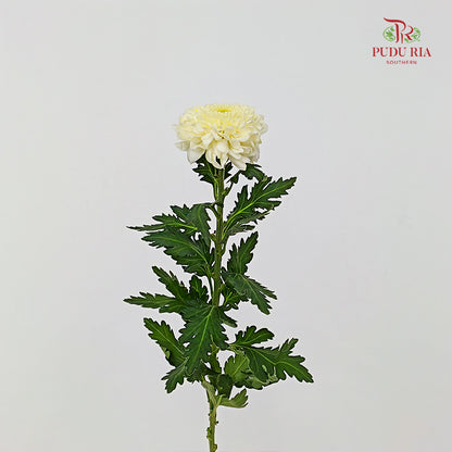Chrysanthemum Ping Pong Light Yellow - (10-12 Stems)