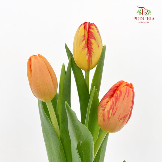 Tulip Orange tone Yellow - (8-10 Stems)