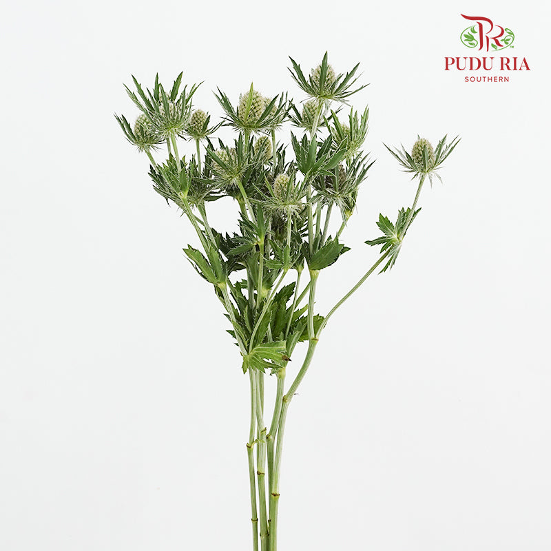 Eryngium - (5 Stems)