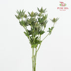 Eryngium - (5 Stems)