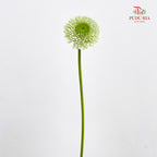 Gerbera Pasta Germini Green - (8-10 Stems)