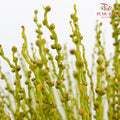 Areca Nuts (Areca catechu) 槟榔 - (Per Bundle)